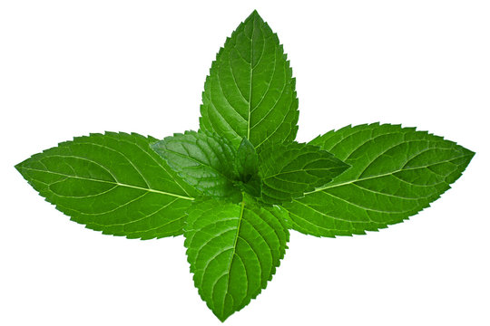Mint herb leaf  on white