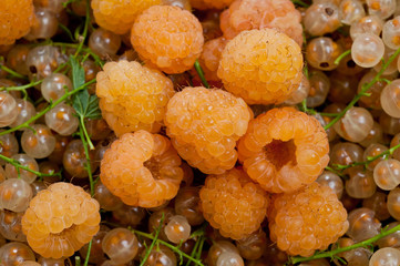 Raspberry yellow and yellow currant juicy and delicious