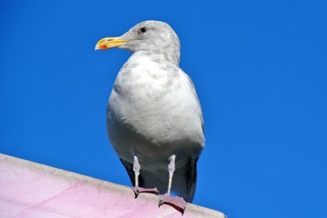 Seagull