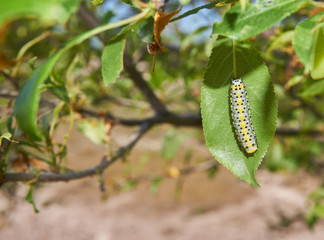Caterpillar