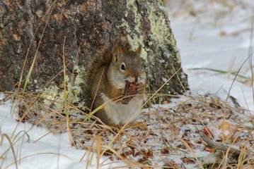 Squirrel in the snow