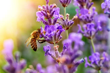 Zelfklevend Fotobehang De bij bestuift de lavendelbloemen. Plantbederf met insecten. © kosolovskyy