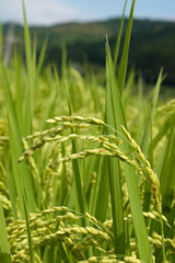 稲穂
