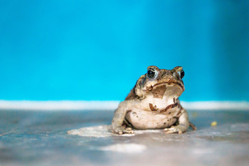 Portrait of a frog in front of light blue wall, El Remate, Guatemala, Central America