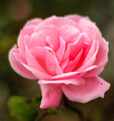 pink rose closeup
