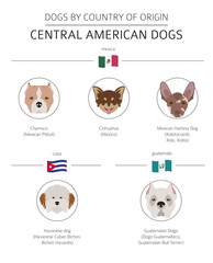 Dogs by country of origin. Latin american dog breeds. Infographic template