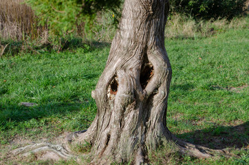 Knoty Tree