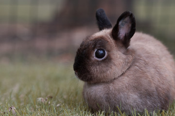 Cute brown rabbit on the green floor.
