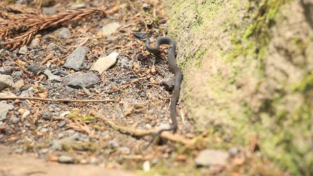 ヘビの赤ちゃん