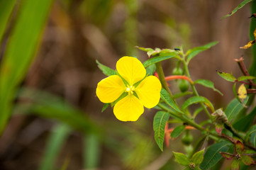 yellow flower 
