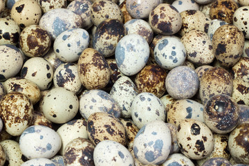 Obraz premium Bird eggs