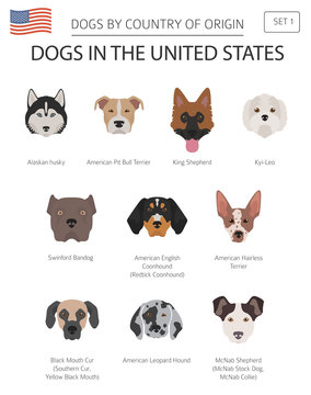 Dogs in the United States. American dog breeds. Infographic template