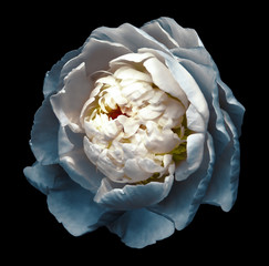 A bud of white-turquoise blossoming peony flower. Isolated flower on the black background with clipping path without shadows. For design. Nature.