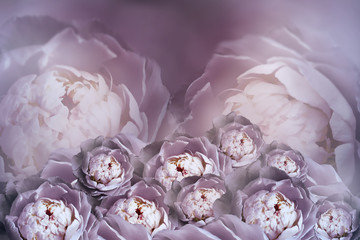 A bouquet of flowers of purple white peonies on a blurry halftone background. Vintage flower composition. Greeting card. Nature.