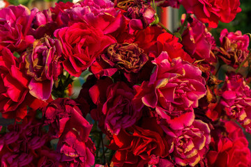 close-up of dried roses flowers