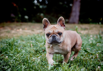 Fototapeta premium Cute pug dog playing outdoor on green grass
