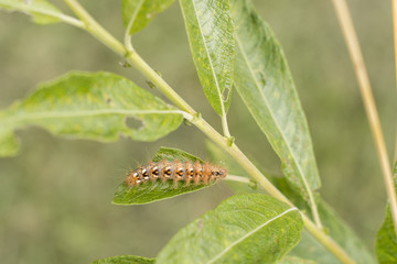 A caterpillar hairy on a willow leaf.