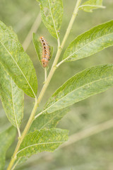 A caterpillar hairy on a willow leaf.