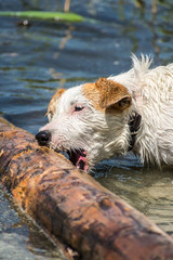 Jack russel terrier in the water