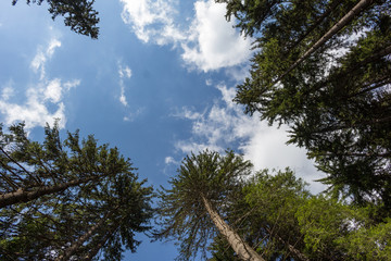 Obraz premium Trees and sky in the forest