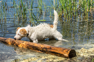 Jack russel terrier in the water