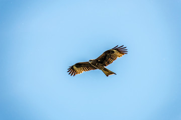 Wild hawk flying