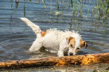 Jack russel terrier in the water