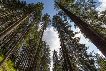 Trees and sky in the forest