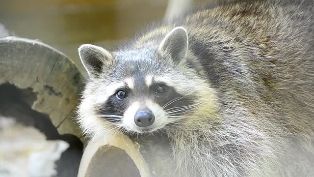 Procyon lotor, raccoon, racoon, common raccoon, North American raccoon, northern raccoon