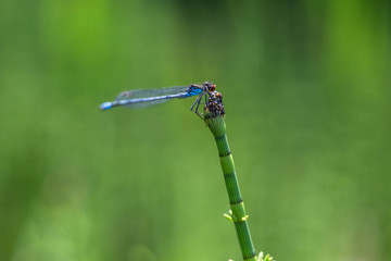 Coenagrionidae,dragonfly