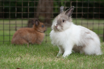 Adorable white and brown long ears lion rabbit or cute bunny lying and playing on green grass.