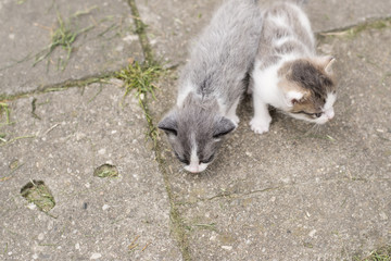Obraz premium Fleked kittens outdoors exploring the surroundings.