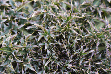 Green plant texture.