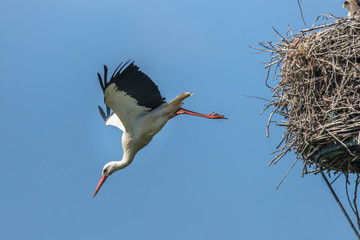 storch