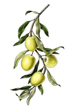 Olive Branch Illustration Vintage Clip Art Isolate On White Background