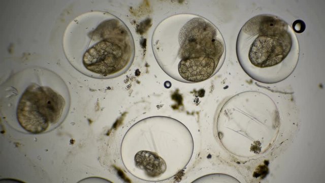 movement of the eggs of the Snail Planorbis under a microscope