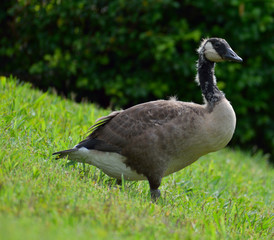 A molting goose by Bush creek in Kansas City, Missouri.