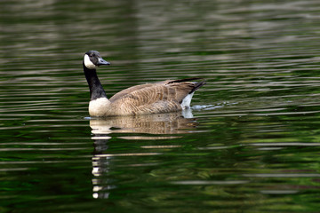 A goose on Bush creek in Kansas City, Missouri.