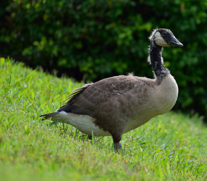 A molting goose by Bush creek in Kansas City, Missouri.
