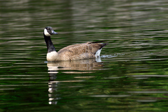 A goose on Bush creek in Kansas City, Missouri.
