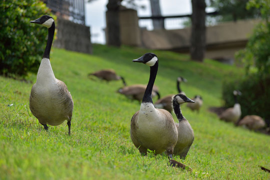 Some geese by Bush creek in Kansas City, Missouri.