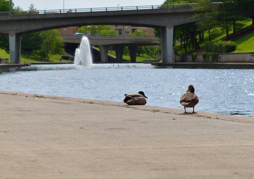 A goose and a duck by Bush creek in Kansas City, Missouri.