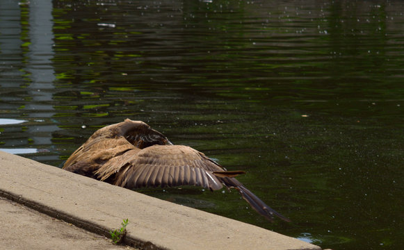 A goose jumping in to Bush creek in Kansas City, Missouri.