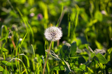 Dandelion on a background of green grass close-up, macro
