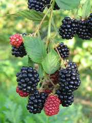 Blackberry growing in the garden