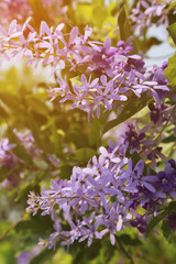 Purple sandpaper vine (petrea racemosa) flower full bloom in green garden with summer sunlight.