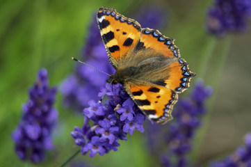 Butterfly on lavender