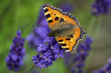 Butterfly on lavender - 210507649