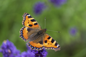 Butterfly on lavender