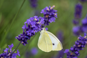 Butterfly on lavender - 210507699